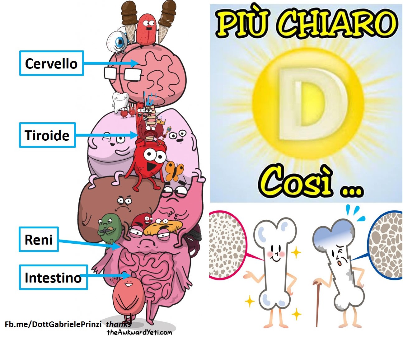 Per curare l’Osteoporosi, basta assumere vitamina D? - Parte 1