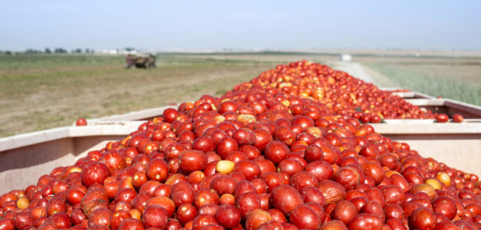 TI PREGO, NON CHIEDERMI SE IL POMODORO LO PUOI MANGIARE. PERCHÉ TRA NICHEL, ISTAMINA, SOLANINA E ... MERDA CHIMICA... ... Fossi in te non lo mangerei.