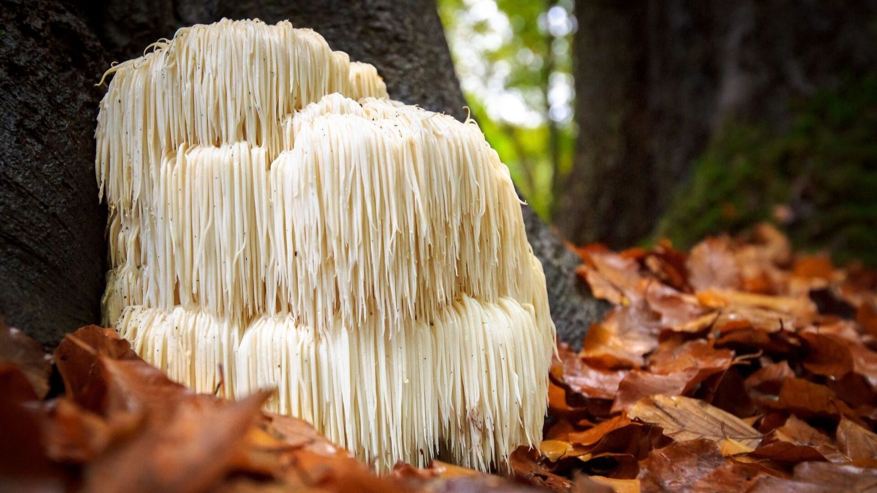 I POLISACCARIDI DEI FUNGHI MEDICINALI SONO UTILI NEL CROHN E NELLA RETTOCOLITE?