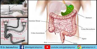 TUTTE LE MALATTIE NASCONO NELL'INTESTINO ... ... ANCHE QUELLE CHE SFOGANO DALLO STOMACO IN SU