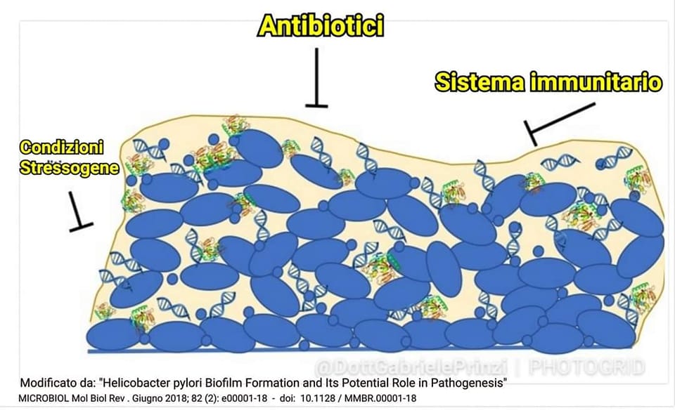 L'HELICOBACTER PYLORI RESISTE ALLE TERAPIE ANTIBIOTICHE...  MA TI NASCONDONO IL PERCHÈ?