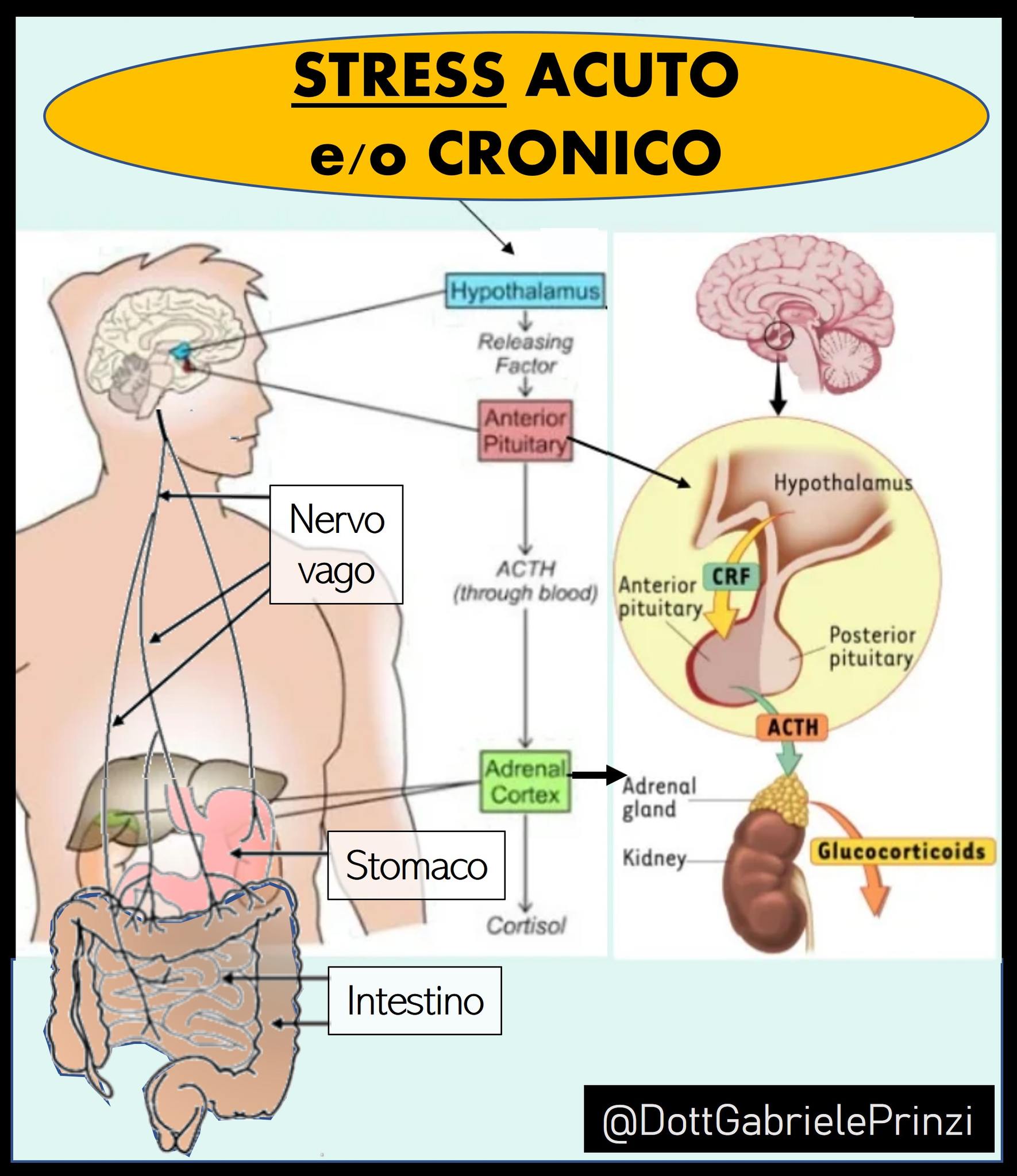 PAURA, RABBIA, STRESS E ... CERVICALE. COME IL NERVO VAGO MANDA A PALLINO L'INTESTINO