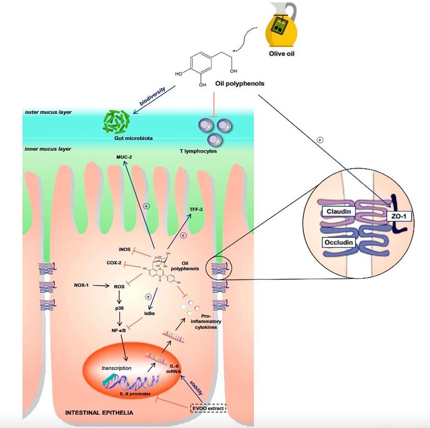 L'OLIO D'OLIVA. HA ANCHE UN RUOLO NEL #CROHN E NELLA #RETTOCOLITE?