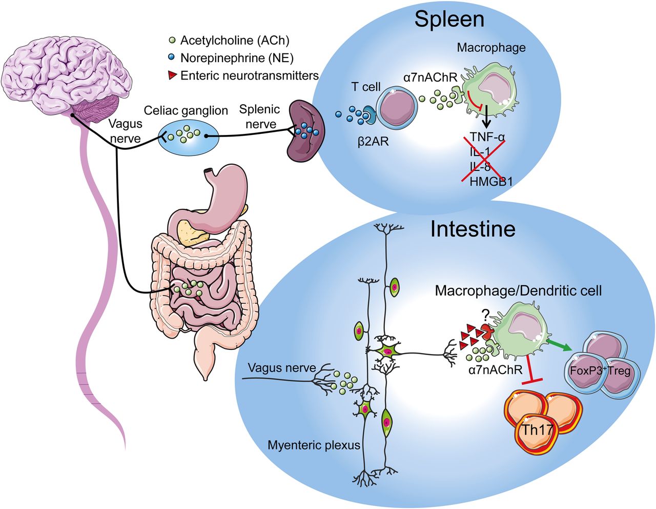 STIMOLARE IL NERVO VAGO ATTIVA 3 SISTEMI ANTI-INFIAMMATORI. PERCHE' NON SFRUTTARLO NELLE #IBD?